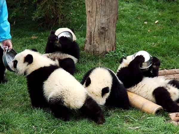 Leshan Giant Buddha and Huanglongxi Ancient Town Tour