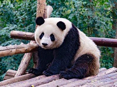 Chengdu Giant Panda